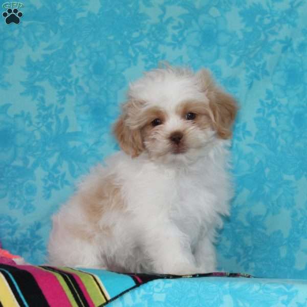 Kelsey, Shih-Poo Puppy